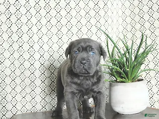 Cane Corso dogs Ace - Ad 7