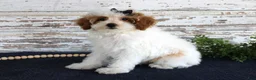 Toy Poodle dogs for sale: Poppy - Ad 5