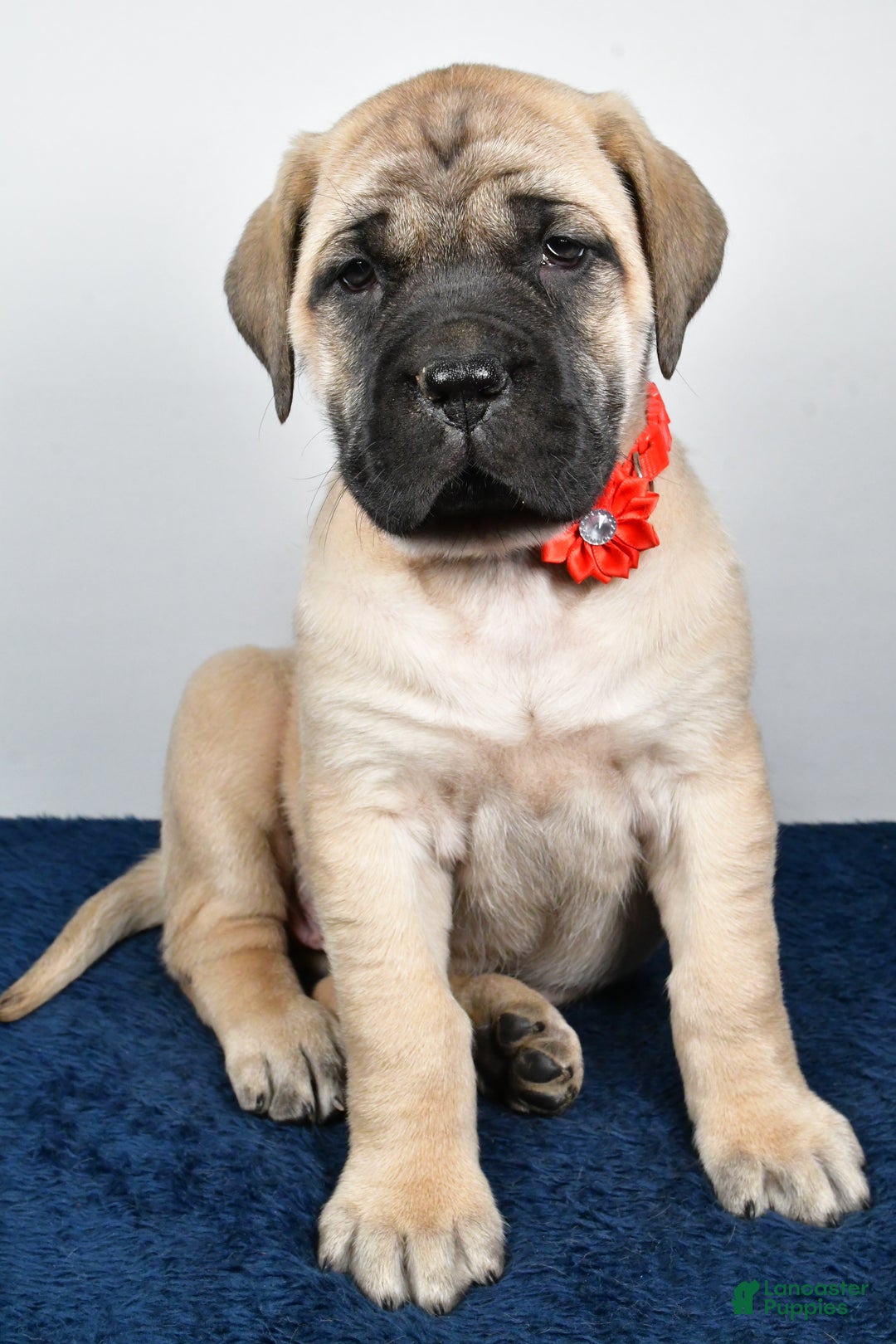 English Mastiff dogs for sale: Sophie - Ad 8