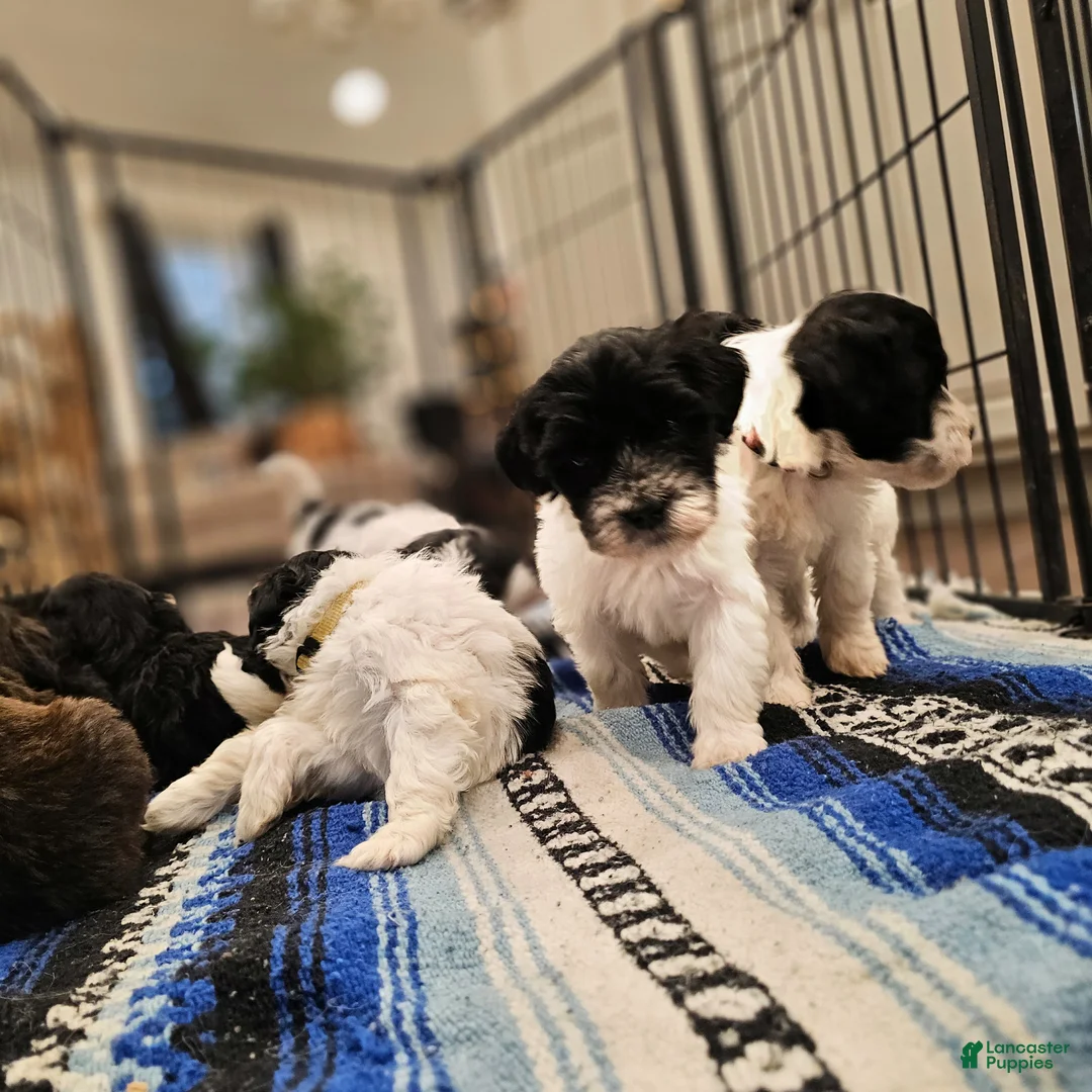 Portuguese Water Dog dogs for sale: Bella B. 💛 - Ad 9