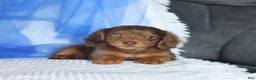 Miniature Dachshund dogs for sale: Tippo - Ad 4