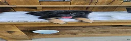German Shepherd dogs for sale: German Shepherd 4 - Ad 5