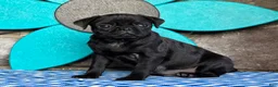 Pug dogs for sale: Bingo - Ad 4