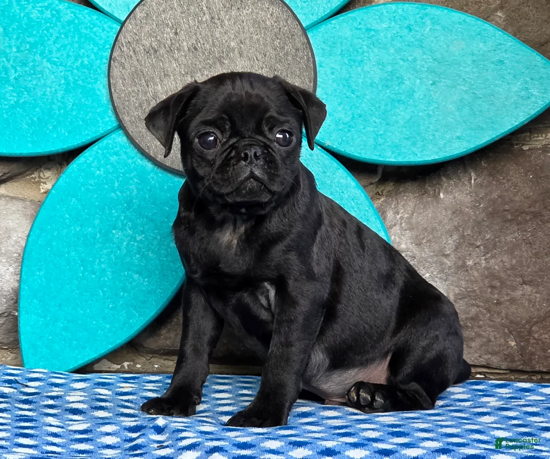 Pug dogs for sale: Bingo - Ad 4