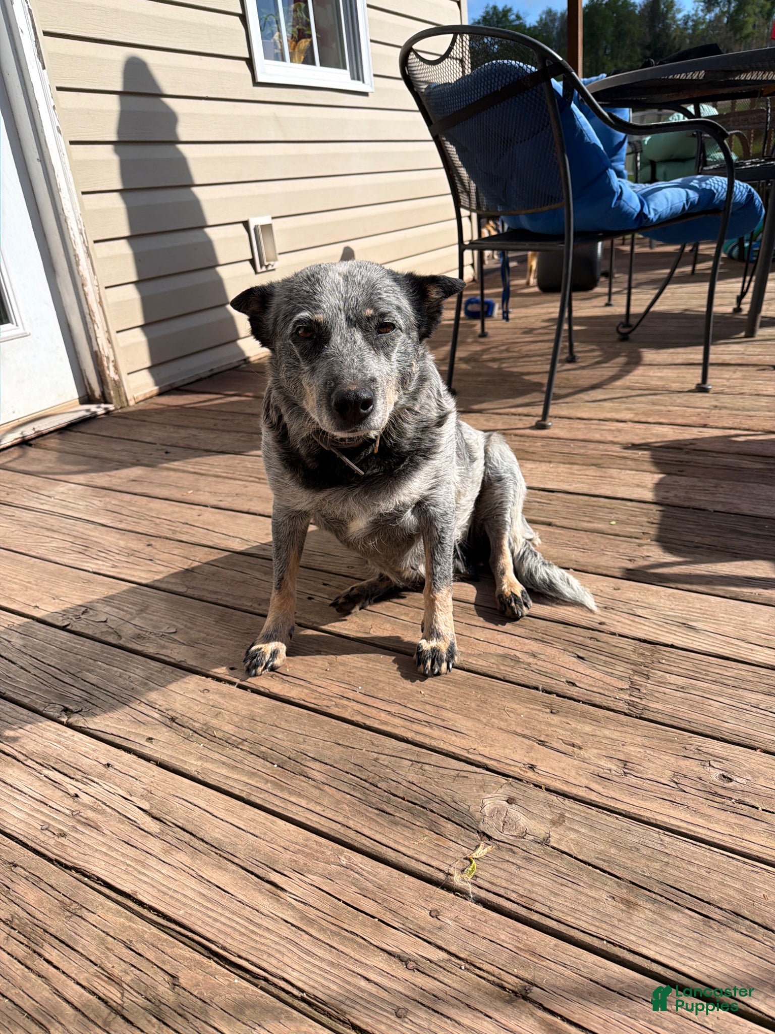 Mixed Breed dogs Mixed Breed Puppy 1 - Ad 2