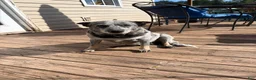 Mixed Breed dogs for sale: Mixed Breed Puppy 1 - Ad 2