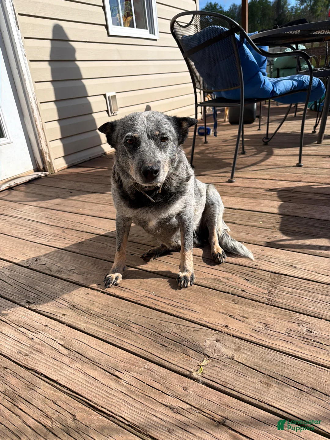 Mixed Breed dogs for sale: Mixed Breed Puppy 1 - Ad 2