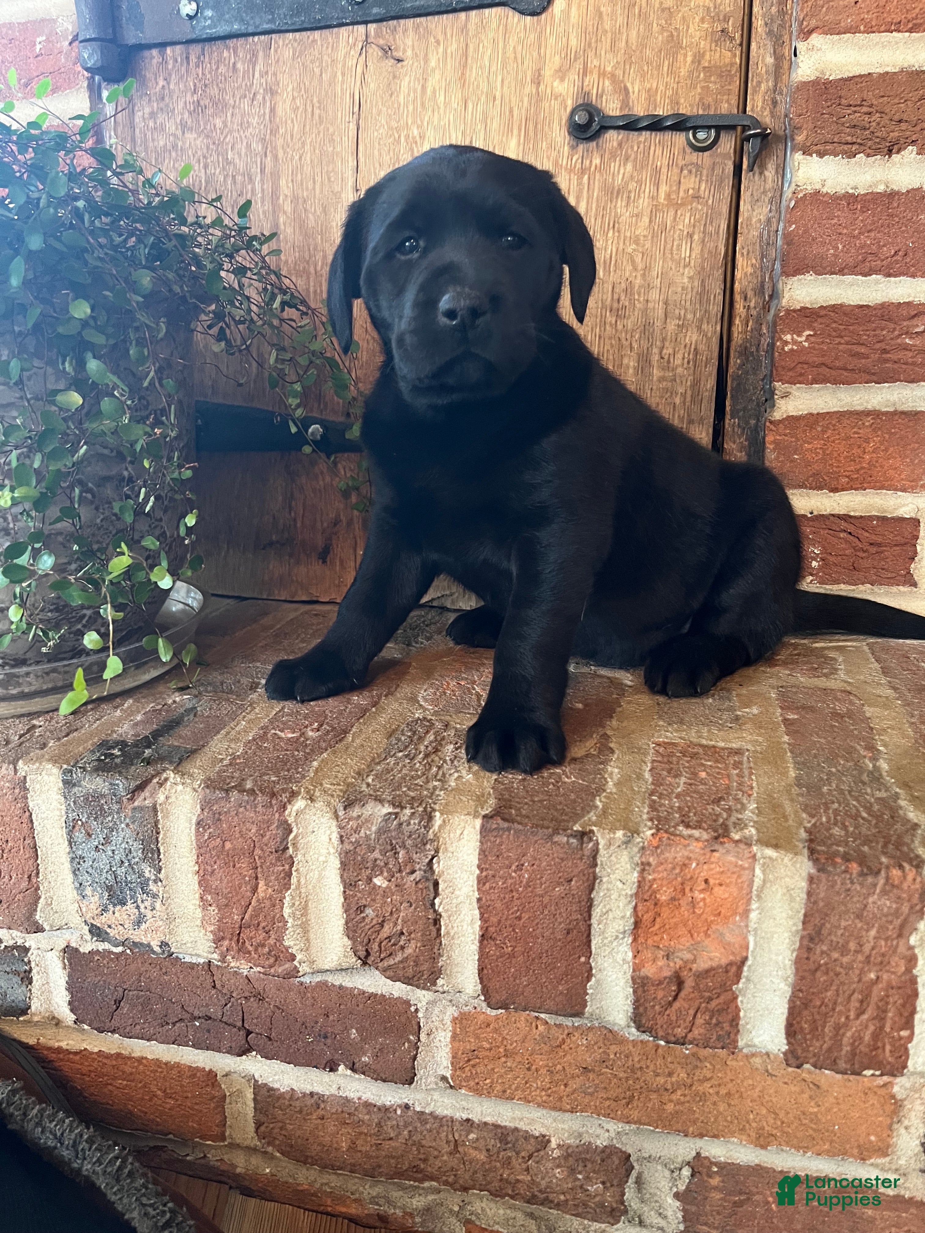 Labrador Retriever dogs Lily  - Ad 1
