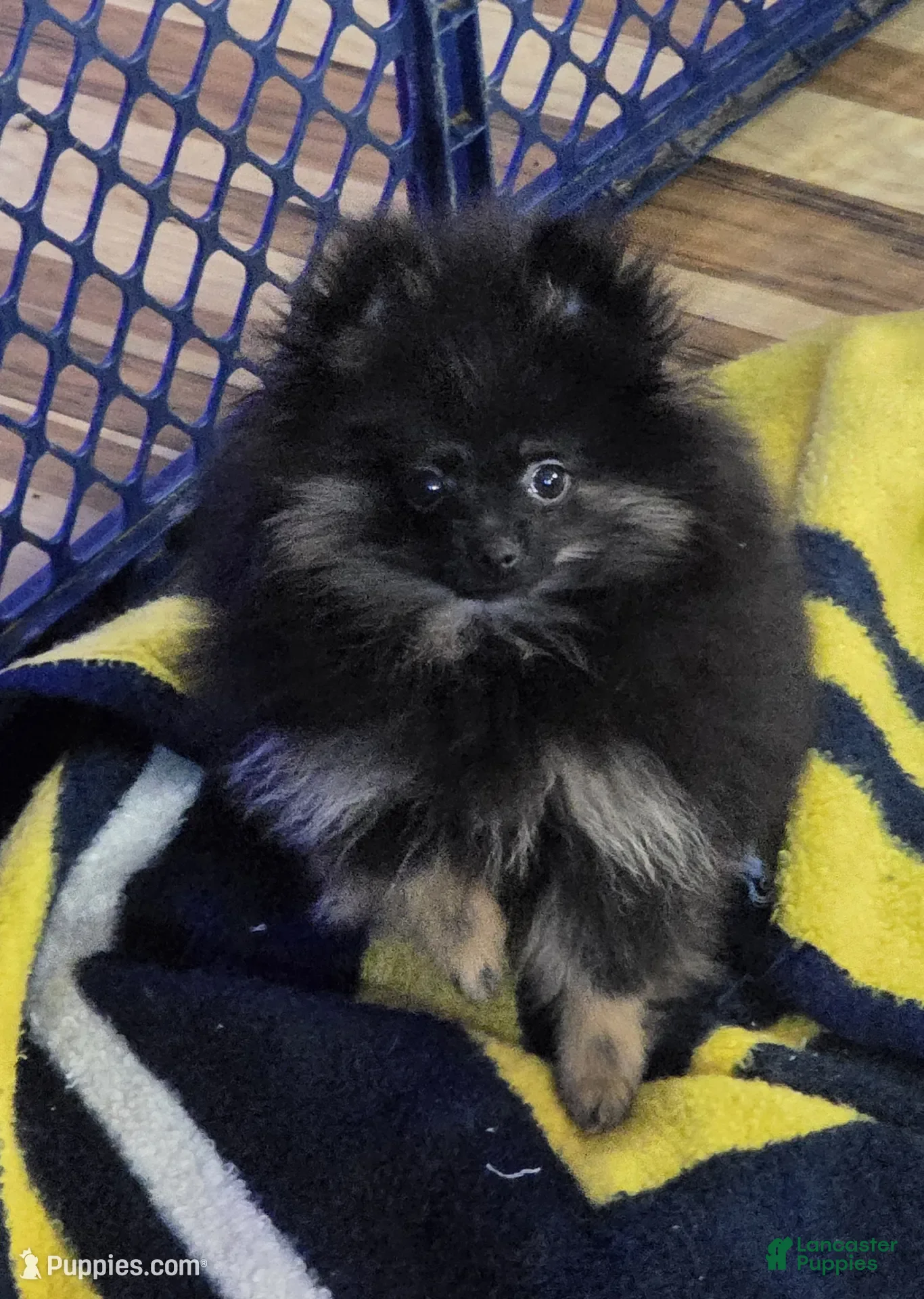 Pomeranian dogs for sale: Akc bear  - Ad 11