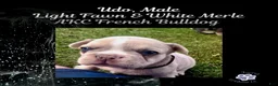 French Bulldog dogs for sale: Udo “Black”Collar, Male - Ad 13