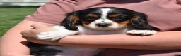 Cavalier King Charles Spaniel dogs for sale: Pretzel  - Ad 5