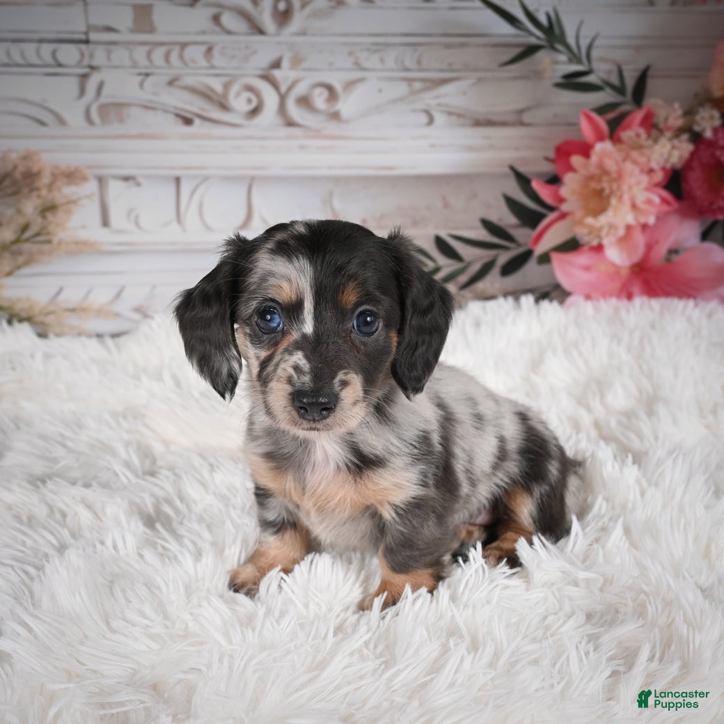 Miniature Dachshund dogs Precious-AKC - Ad 2