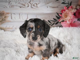 Miniature Dachshund dogs Precious-AKC - Ad 19