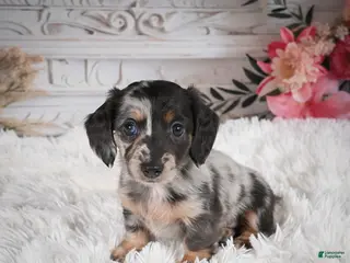 Miniature Dachshund dogs Precious-AKC - Ad 32