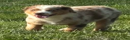 Miniature Australian Shepherd dogs for sale: Miniature Australian Shepherd Puppy Tango - Ad 3