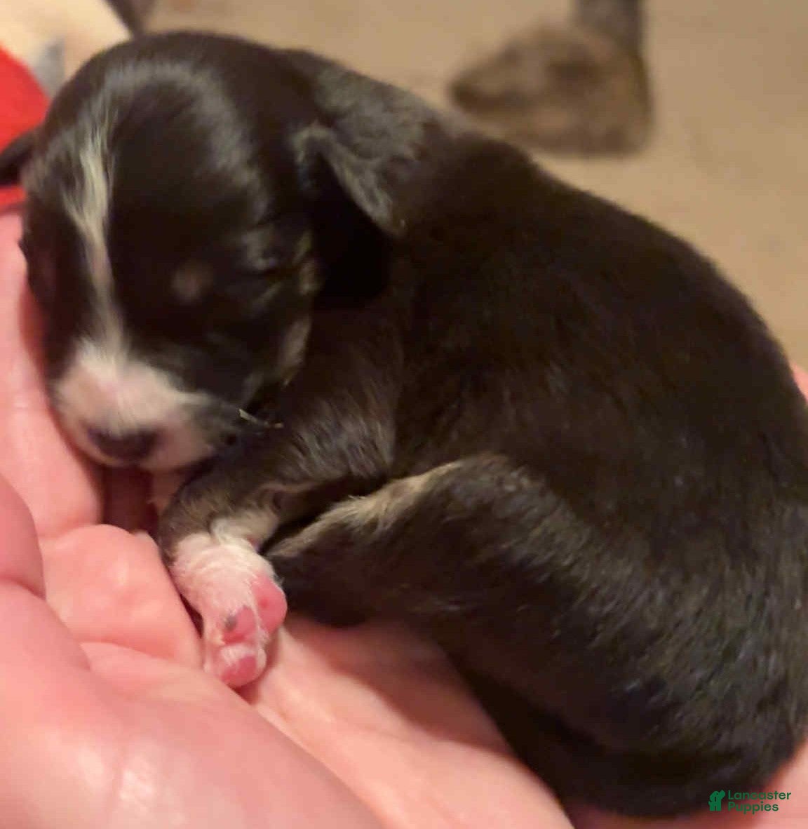 Australian Shepherd dogs Australian Shepherd Puppy 2 - Ad 22