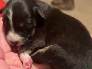 Australian Shepherd dogs Australian Shepherd Puppy 2 - Ad 29