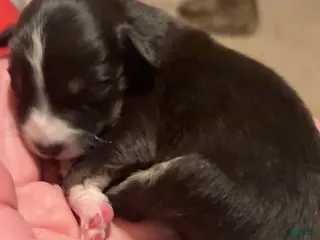 Australian Shepherd dogs Australian Shepherd Puppy 2 - Ad 39