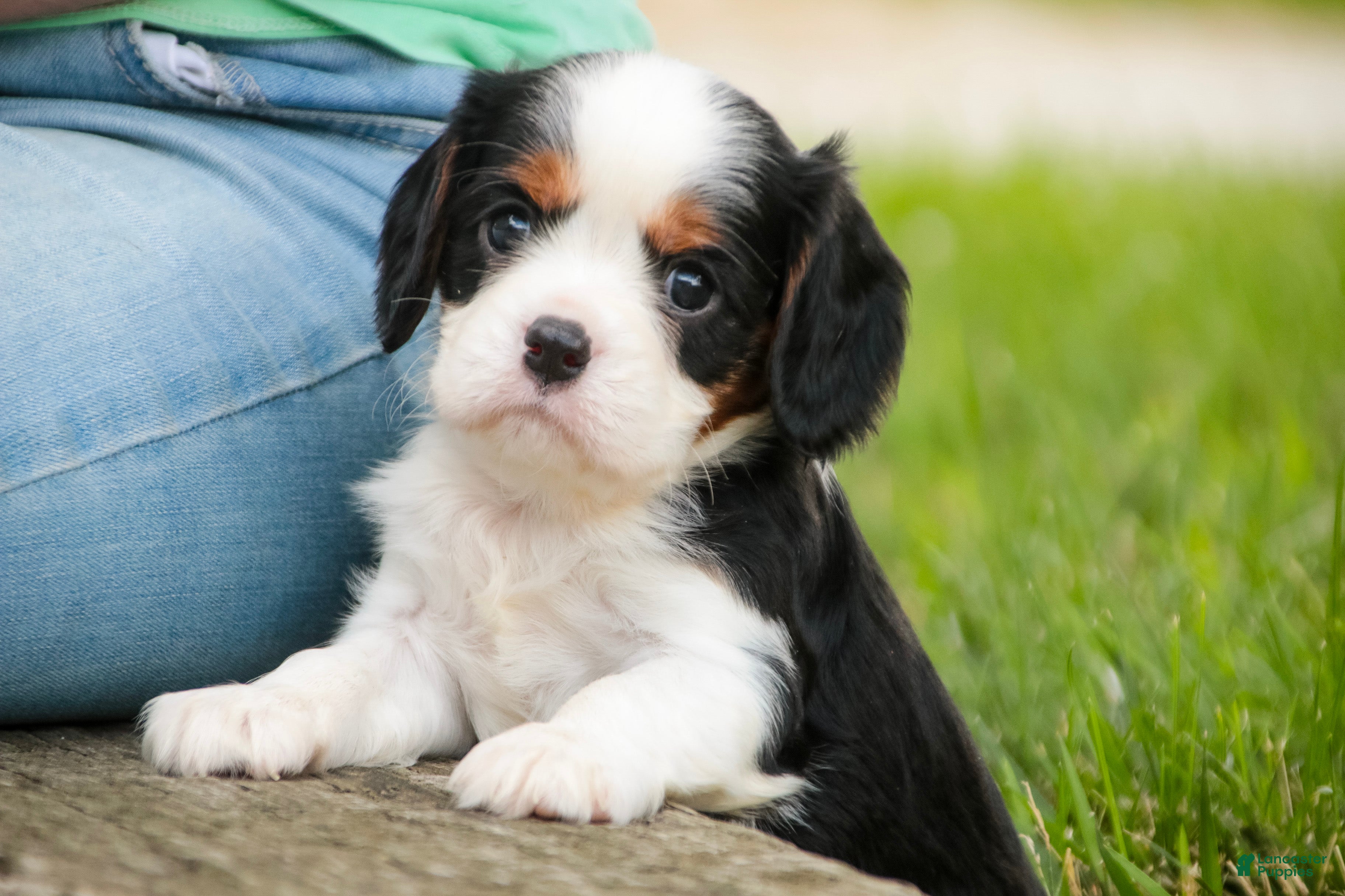 Cavalier King Charles Spaniel dogs for sale: Elliot - Ad 3