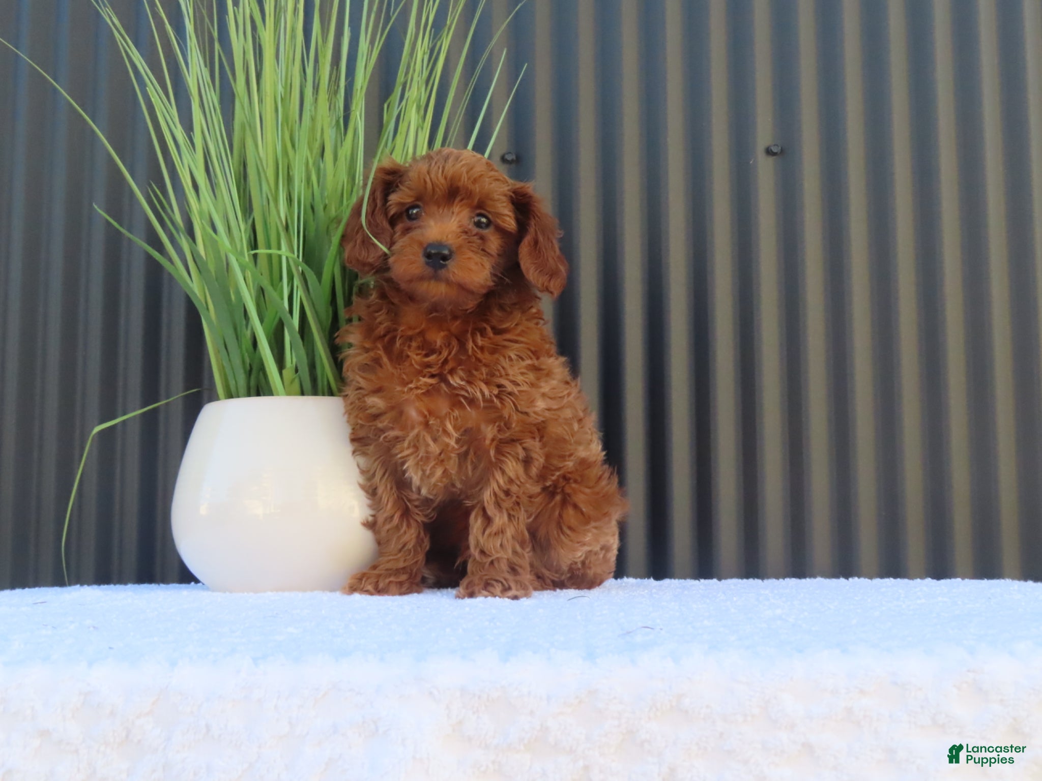 Toy Poodle dogs for sale: Billy - Ad 1