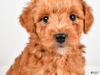 Mini Goldendoodle dogs - Ad 29