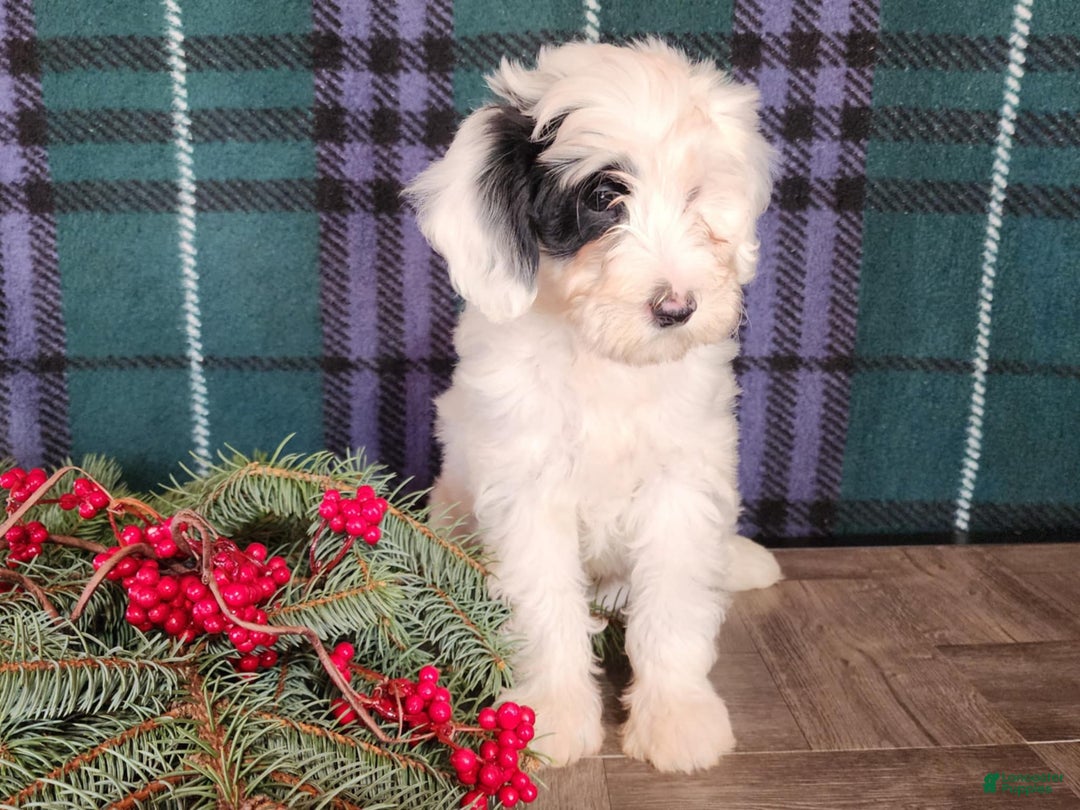 Mini Bernedoodle dogs for sale: Sparkle - Ad 11