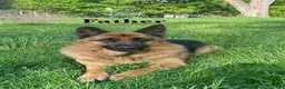 German Shepherd dogs for sale: Blossom - Ad 4