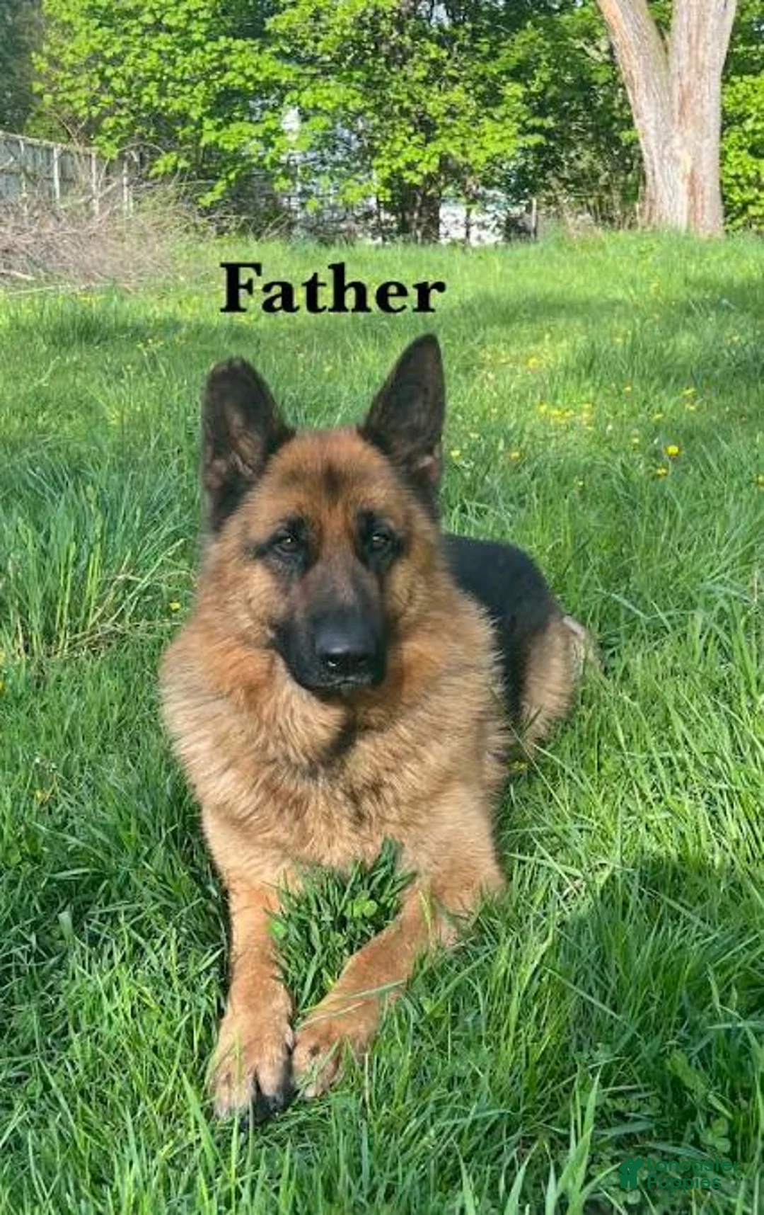 German Shepherd dogs for sale: Blossom - Ad 4