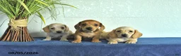 Miniature Dachshund dogs for sale: Max - Ad 5