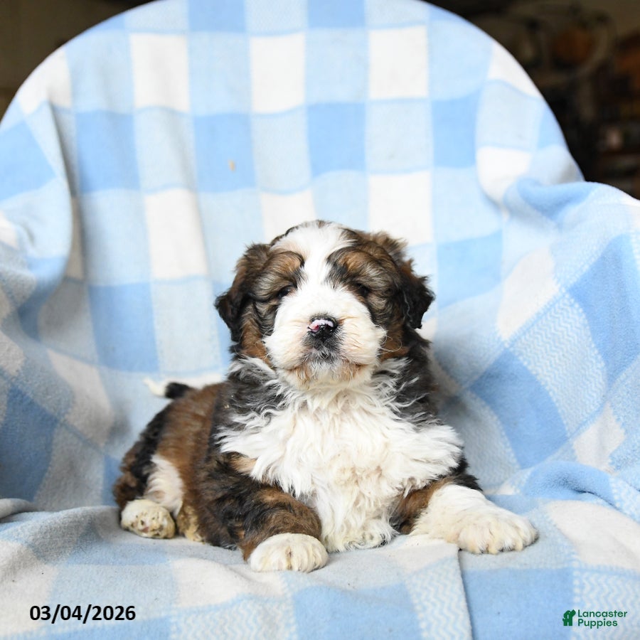 Bernedoodle dogs Leo - Ad 1