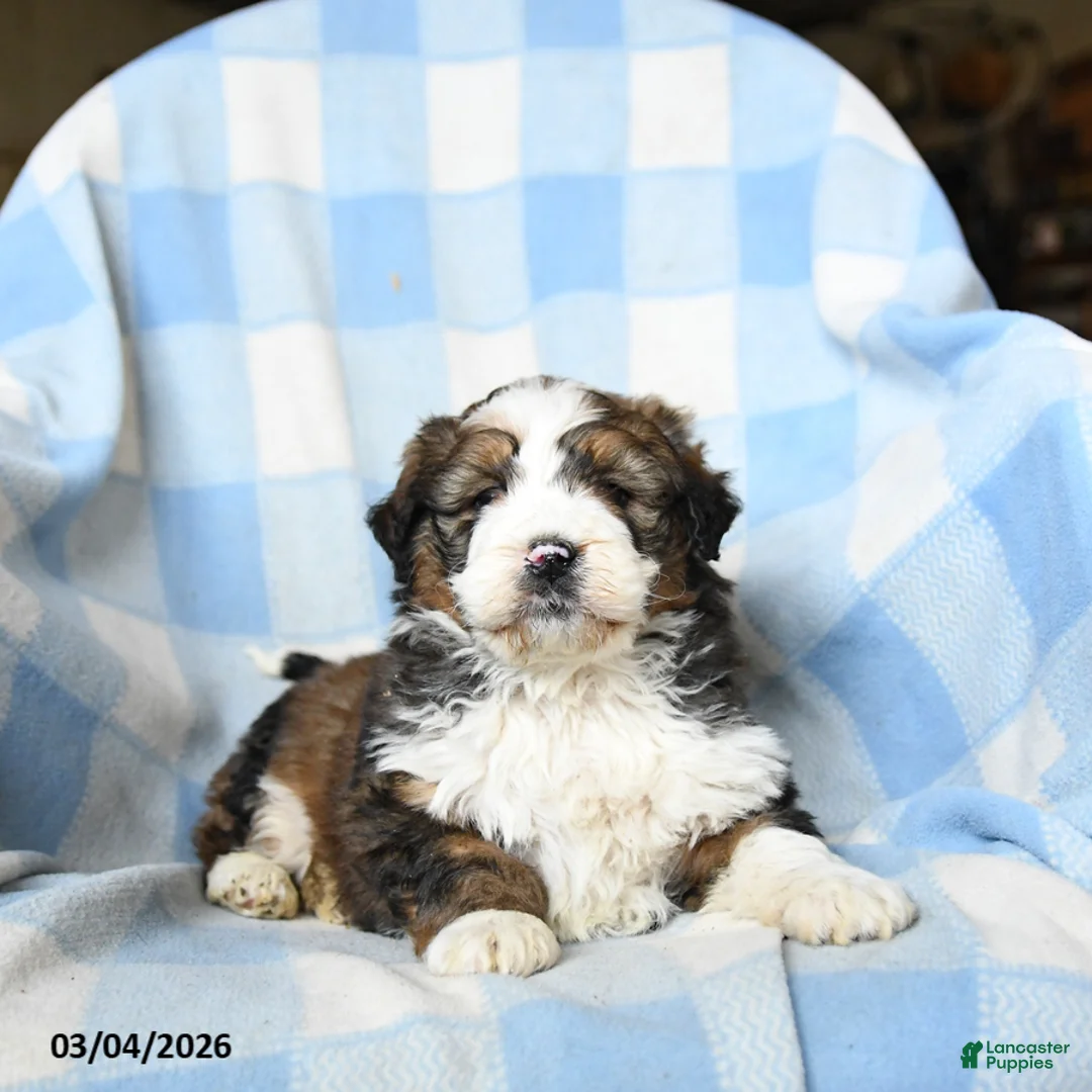 Bernedoodle dogs for sale: Leo - Ad 1