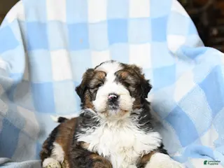 Bernedoodle dogs for sale: Leo - Ad 3