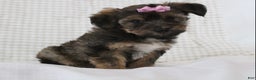 Yorkiepoo dogs for sale: Angel - Ad 2