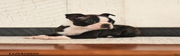 Boston Terrier dogs for sale: Paws - Ad 3