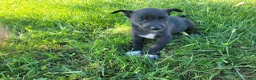 Sheprador dogs for sale: Lulu  - Ad 3