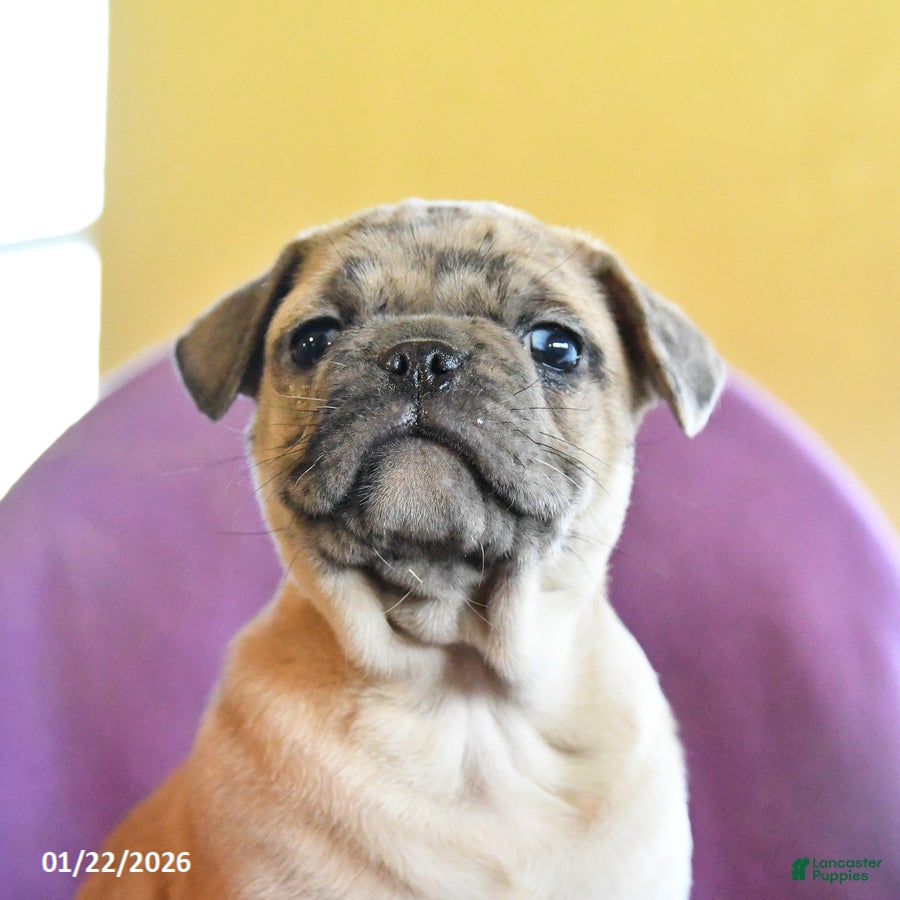 Frug dogs Trouper - Ad 2