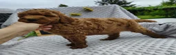 Mini Goldendoodle dogs for sale: Tommy - Ad 4