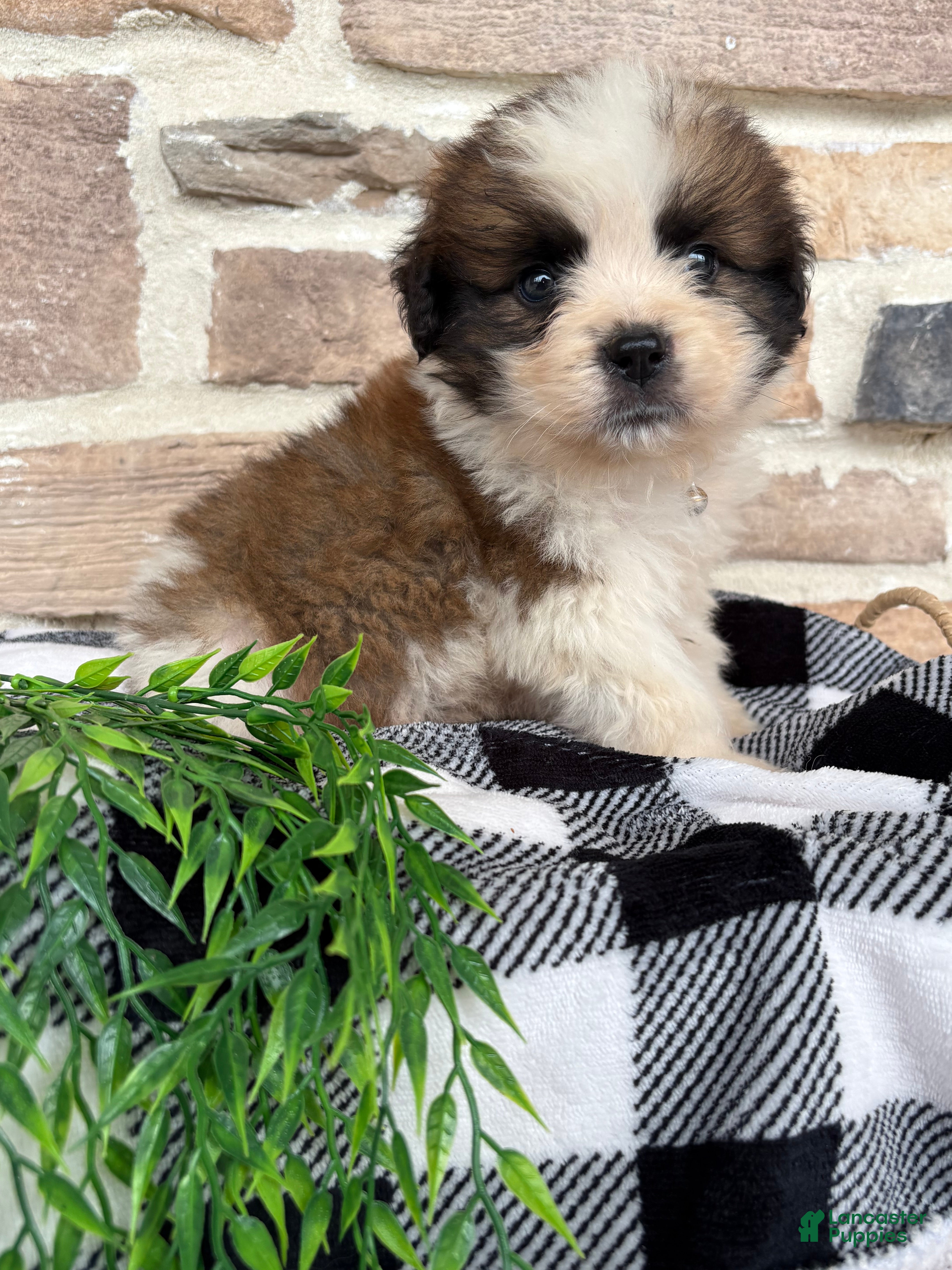 Saint Bernard dogs Ranger - Ad 1
