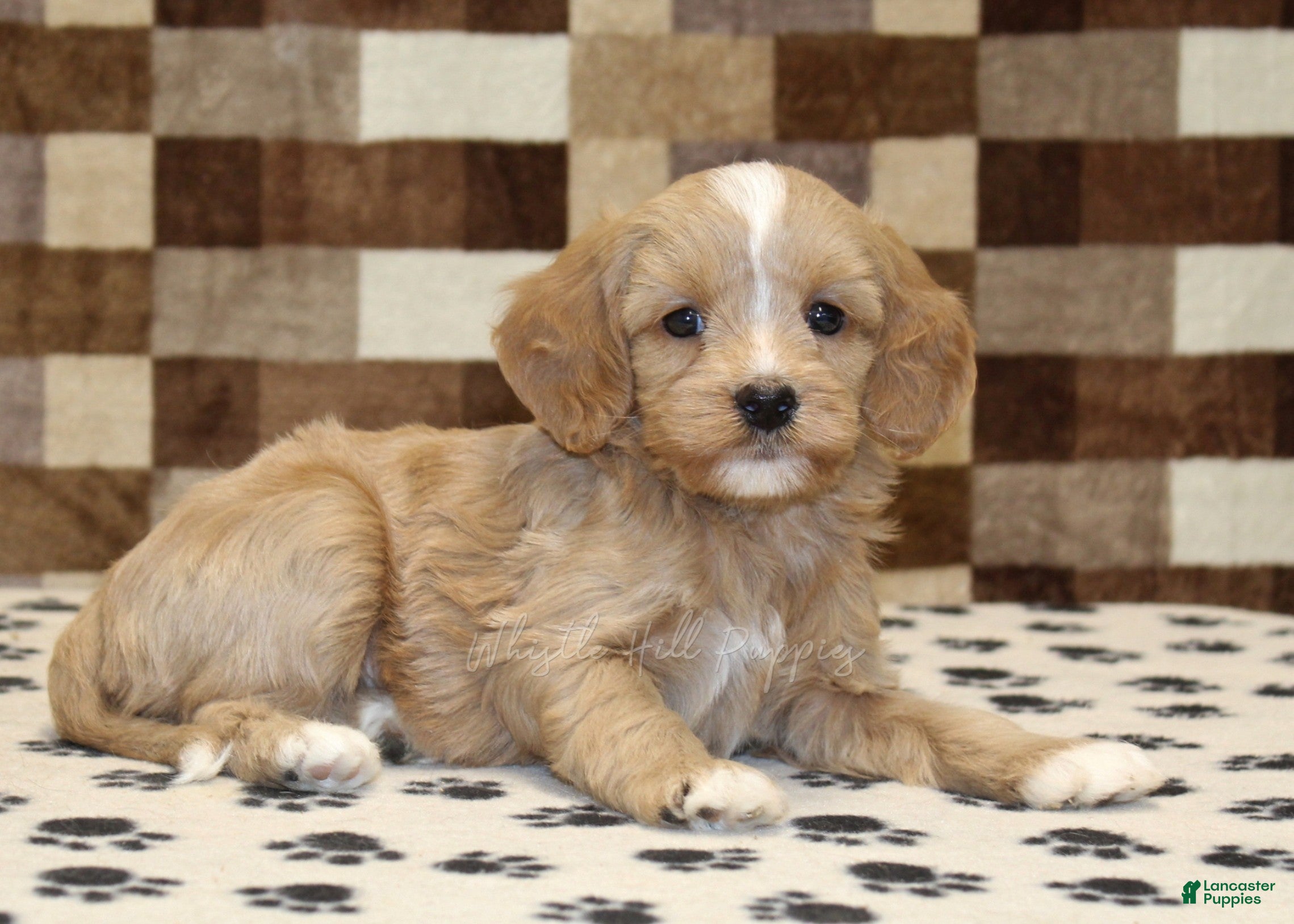 Mixed Breed dogs Molly - Ad 2