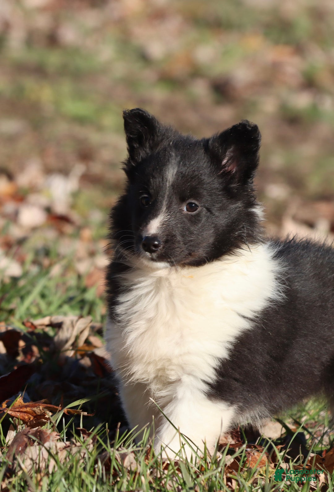 Shetland Sheepdog dogs for sale: Bella  - Ad 3