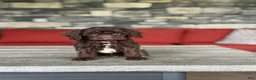 Miniature Poodle dogs for sale: Saturn - Ad 1