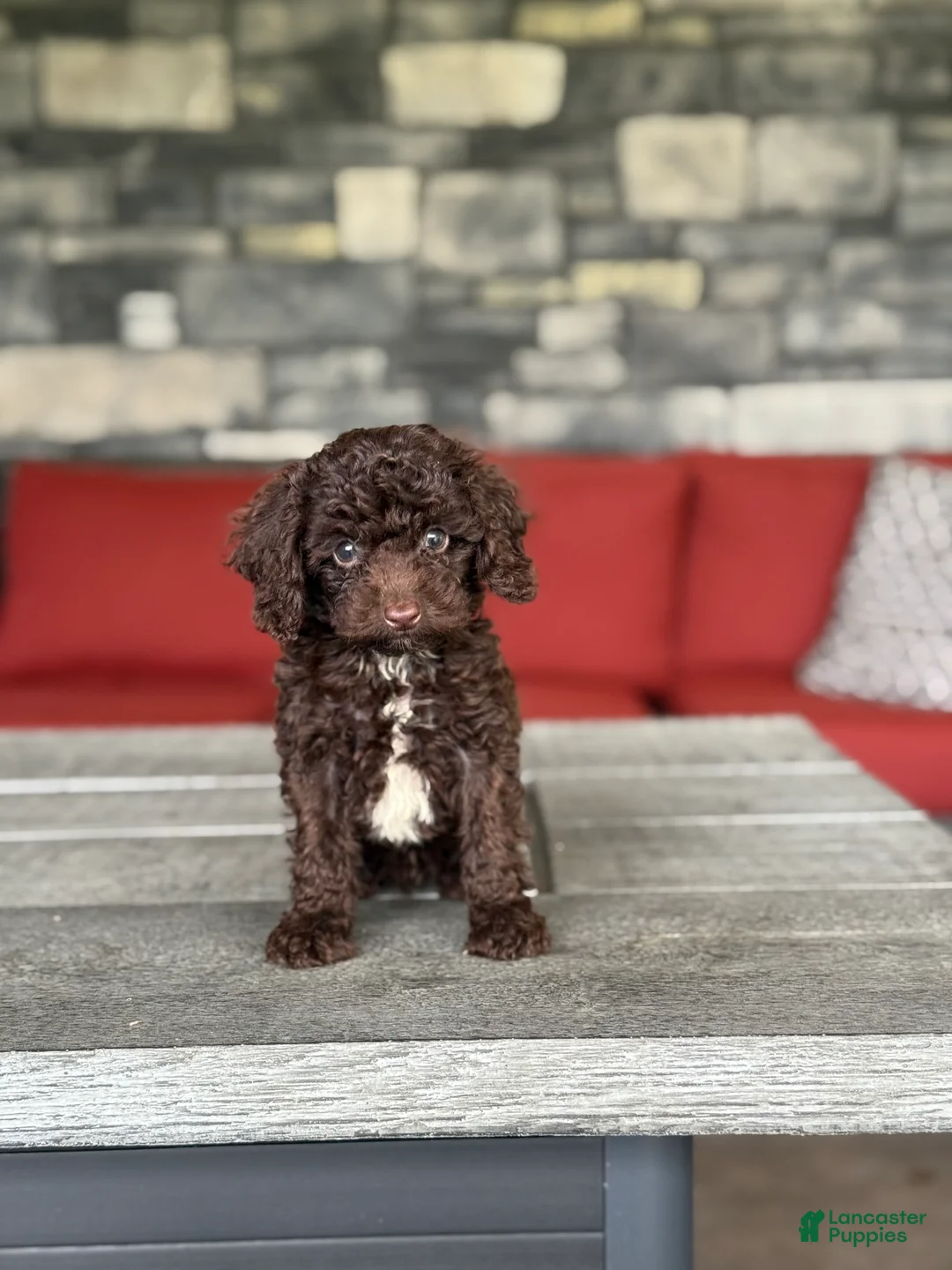 Miniature Poodle dogs for sale: Saturn - Ad 1