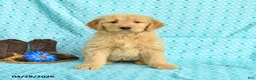 Goldendoodle dogs for sale: Mitzy - Ad 1