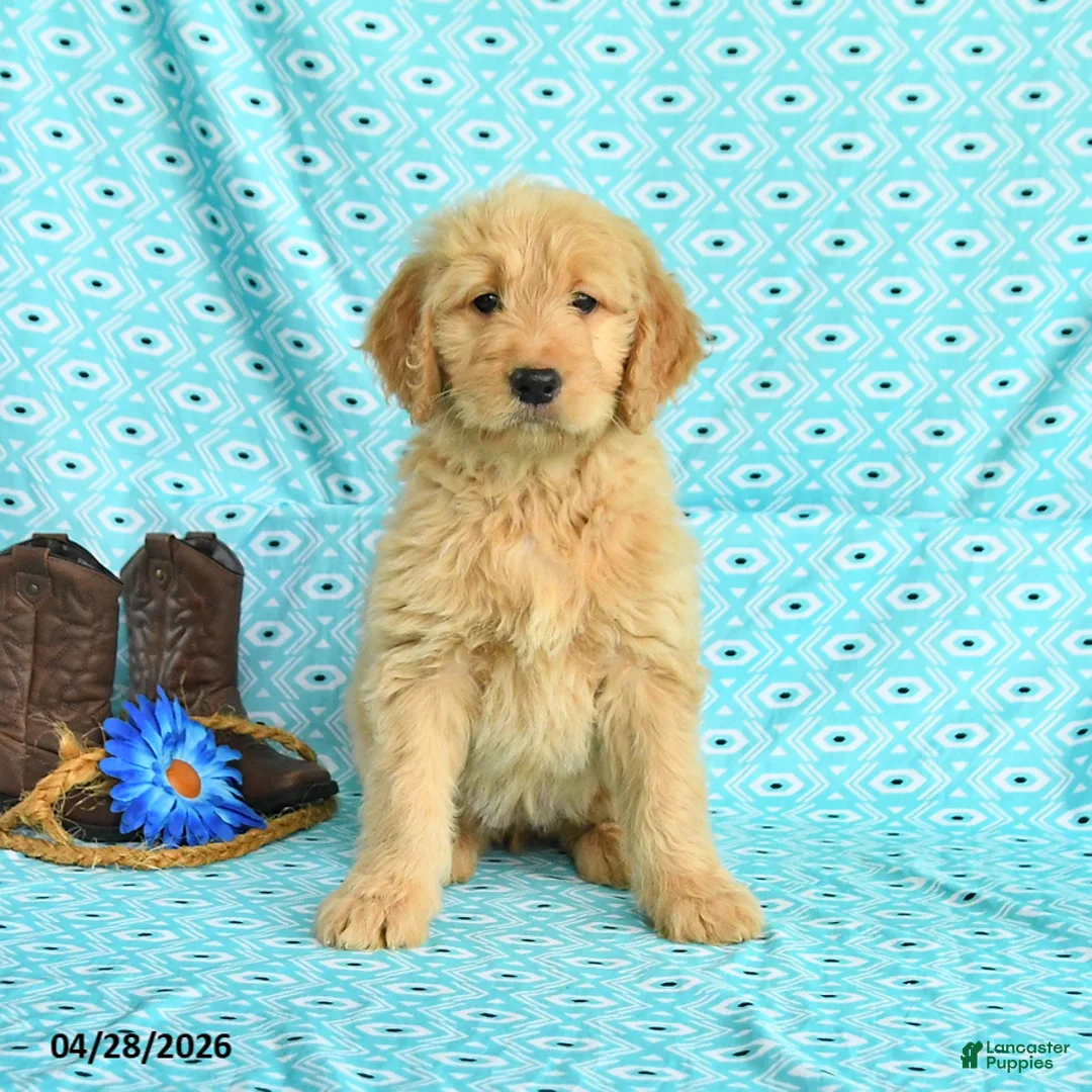 Goldendoodle dogs for sale: Mitzy - Ad 1