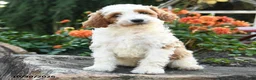 Mini Goldendoodle dogs for sale: Peter - Ad 3