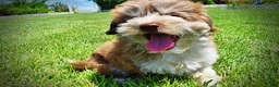 Havapoo dogs for sale: Domino - Ad 11