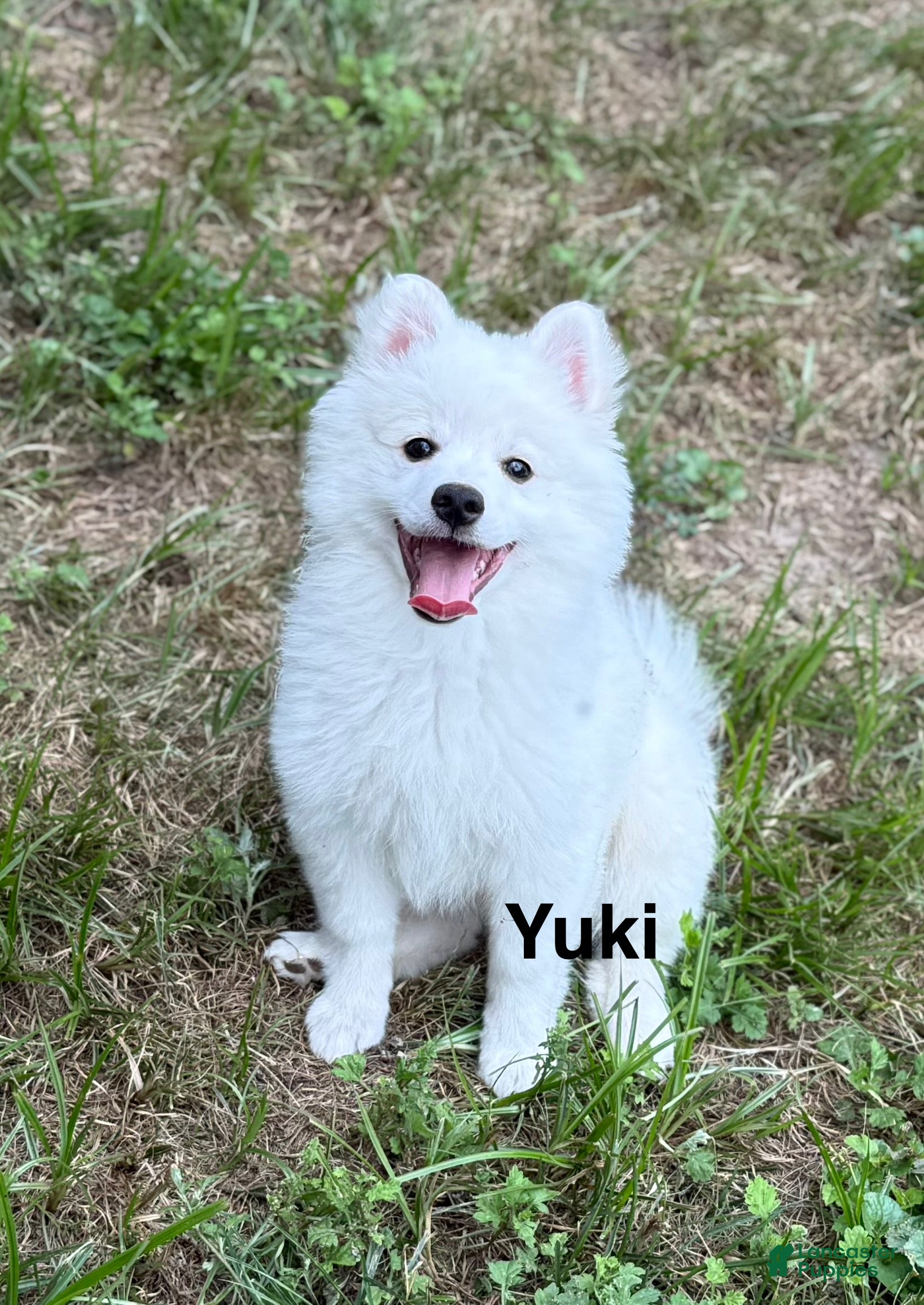 American Eskimo dogs Yuki - Ad 1