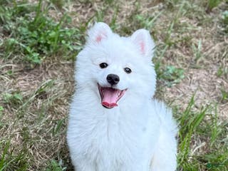 American Eskimo dogs Yuki - Ad 26