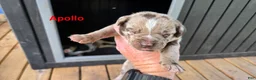 Catahoula Leopard Dog dogs for sale: Apollo - Male (red merle)  - Ad 2