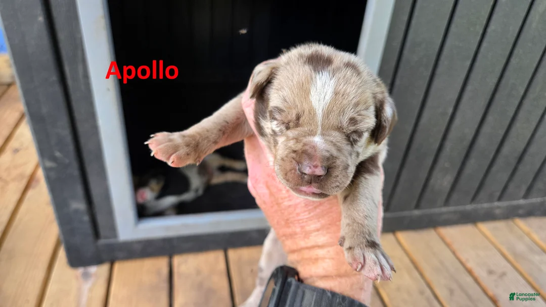 Catahoula Leopard Dog dogs for sale: Apollo - Male (red merle)  - Ad 2